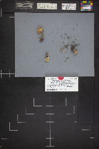 Clitocybe albirhiza image