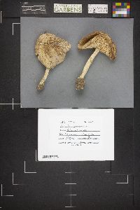 Amanita pantherina var. pantherina image