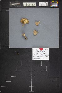 Clitocybe gibba image