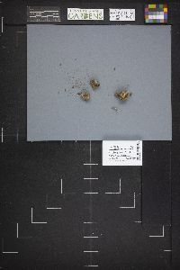 Caloscypha fulgens image