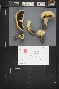 Agaricus arvensis image