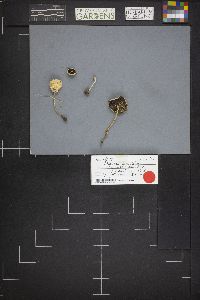 Stropharia semiglobata image