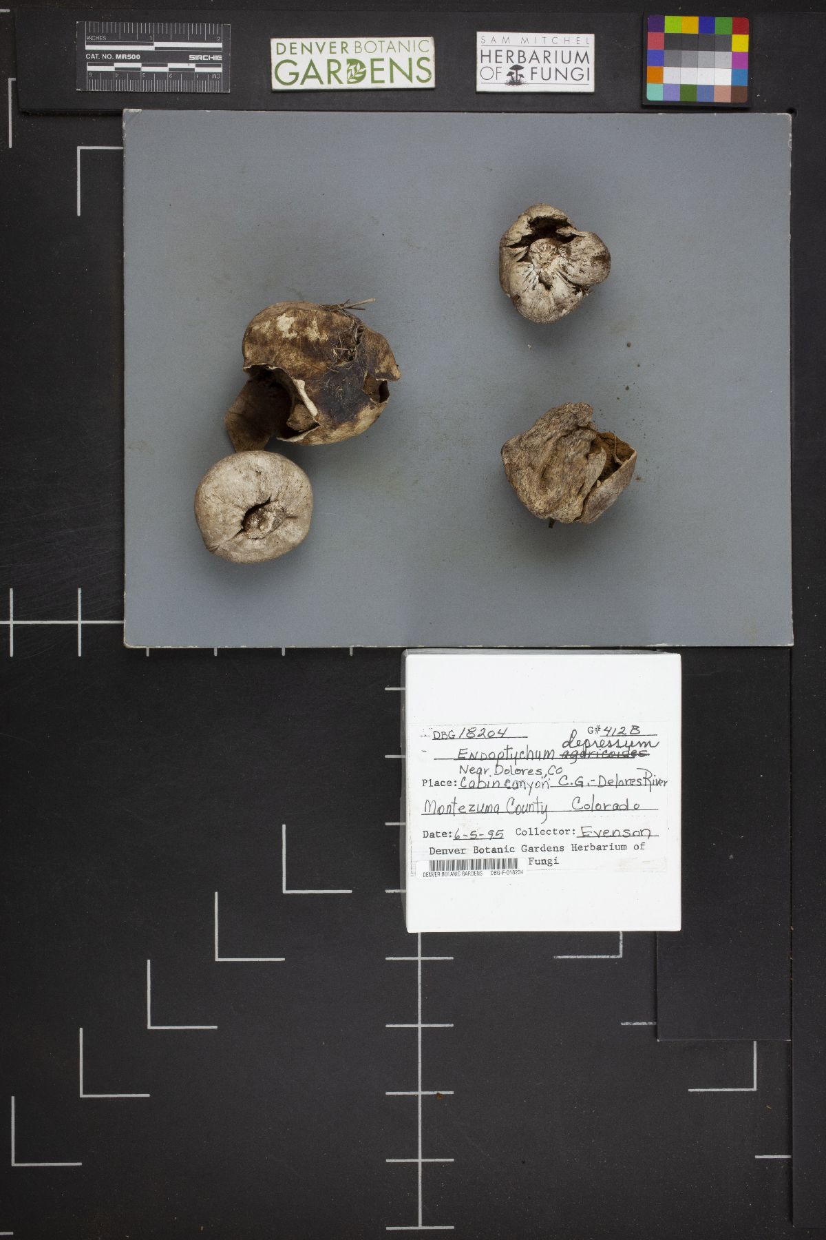 Agaricus inapertus image