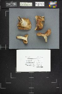 Russula decolorans image