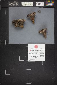Hydnellum caeruleum image