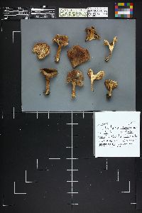 Lactarius hepaticus image