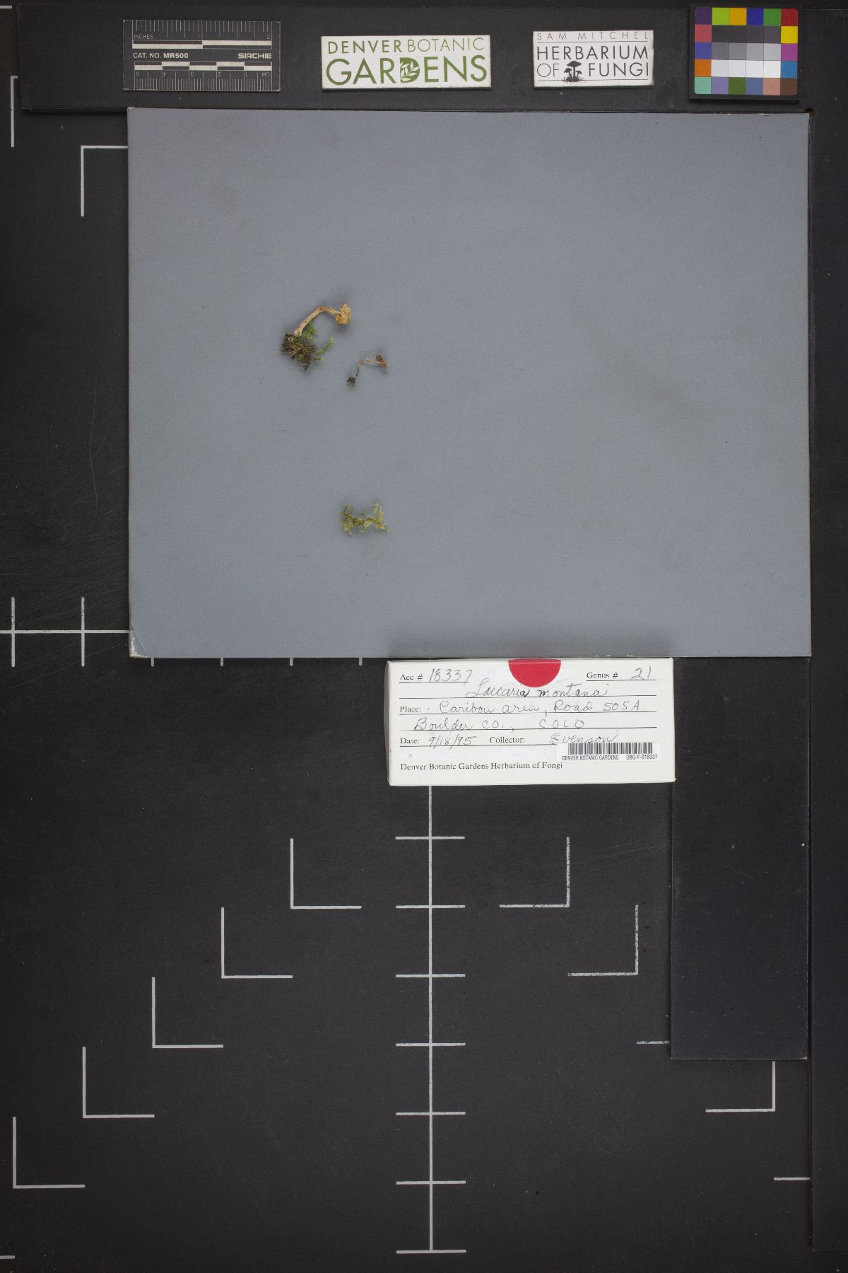 Laccaria montana image