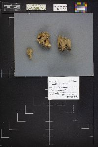 Lycoperdon pratense image