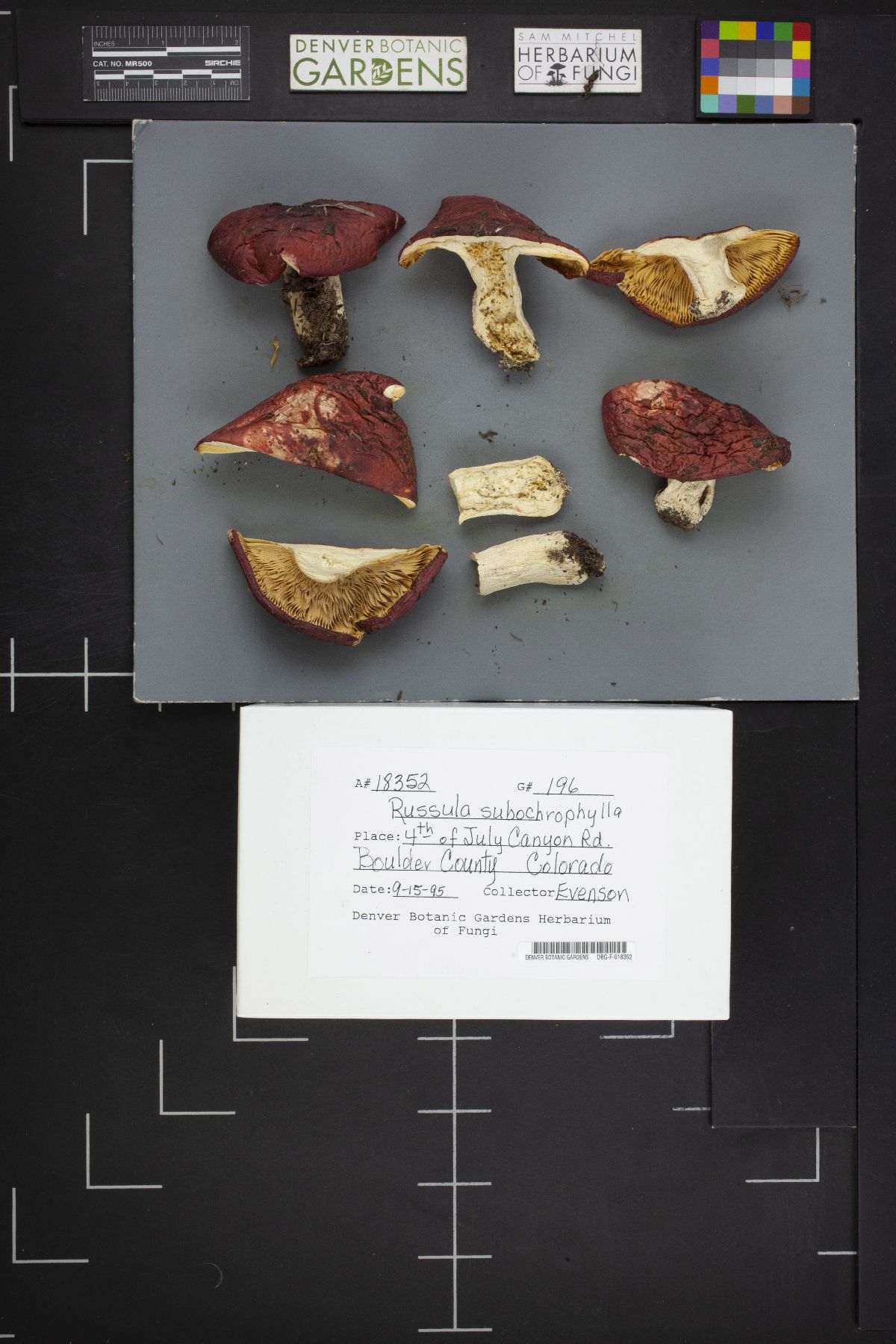 Russula subochrophylla image