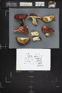 Russula subochrophylla image