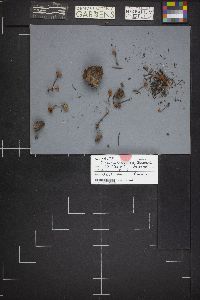 Xeromphalina cauticinalis image