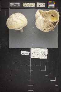 Calvatia booniana image