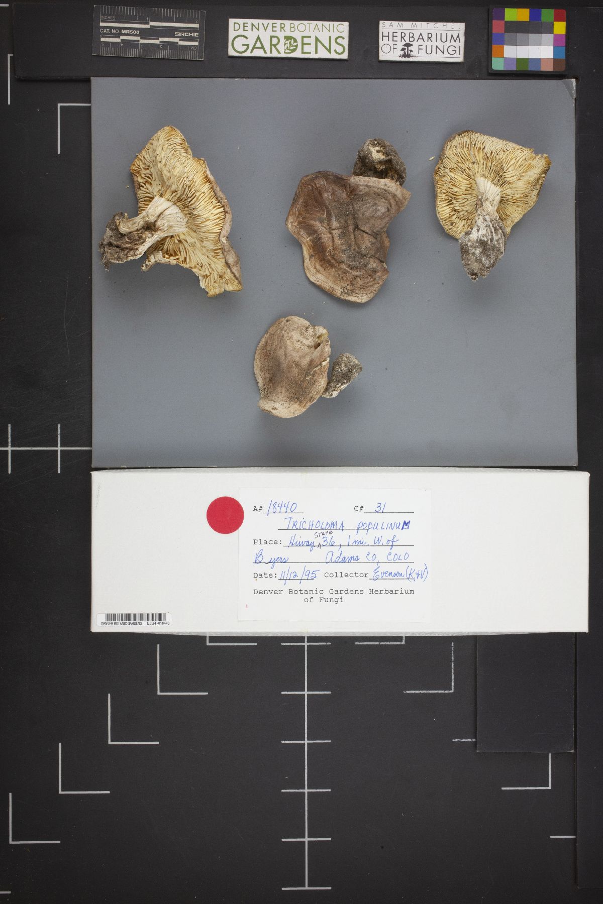 Tricholoma populinum image
