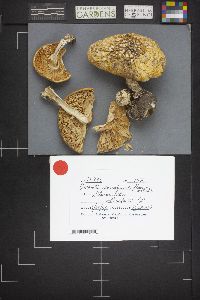 Amanita muscaria var. flavivolvata image