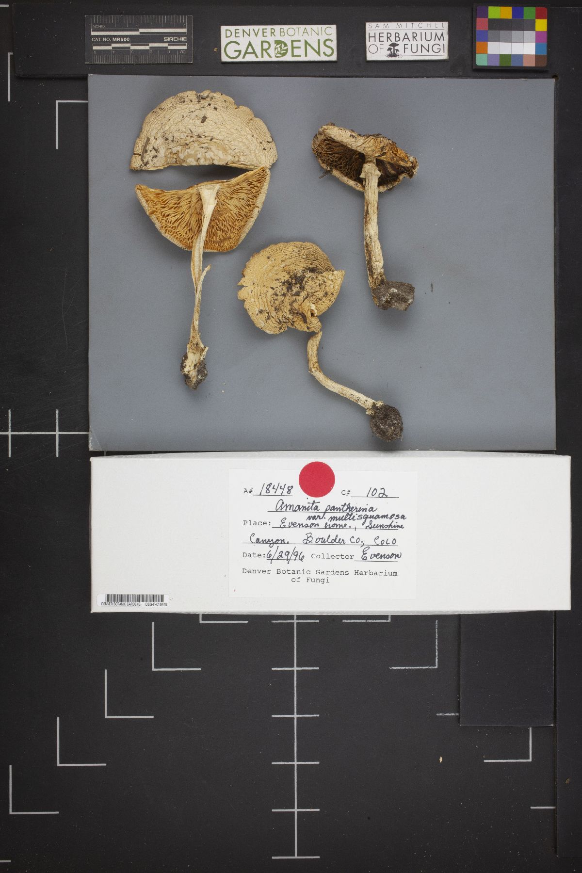 Amanita pantherina var. multisquamosa image