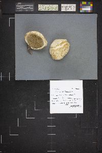 Neolentinus ponderosus image