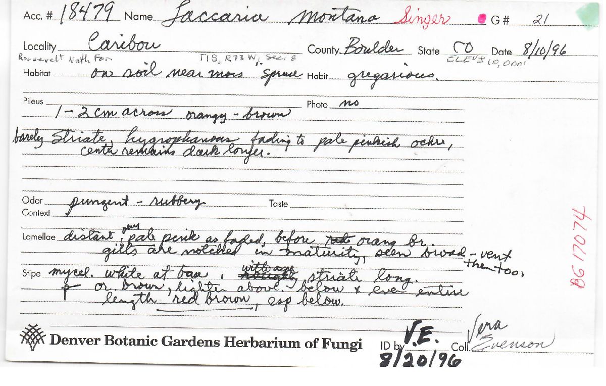 Laccaria montana image