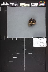 Discina ancilis image