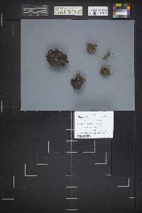 Discina ancilis image