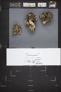 Gyromitra gigas image