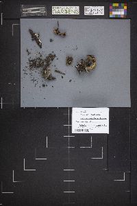 Peziza repanda image