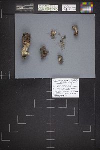 Gyromitra infula image