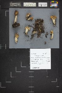 Helvella crispa image