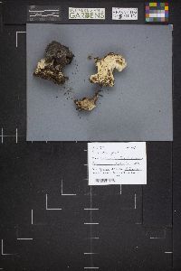 Gyromitra gigas image