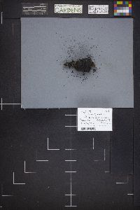 Daldinia concentrica image