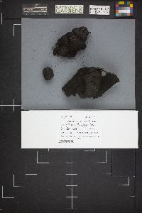 Daldinia concentrica image