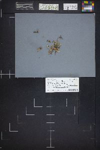 Neolecta irregularis image