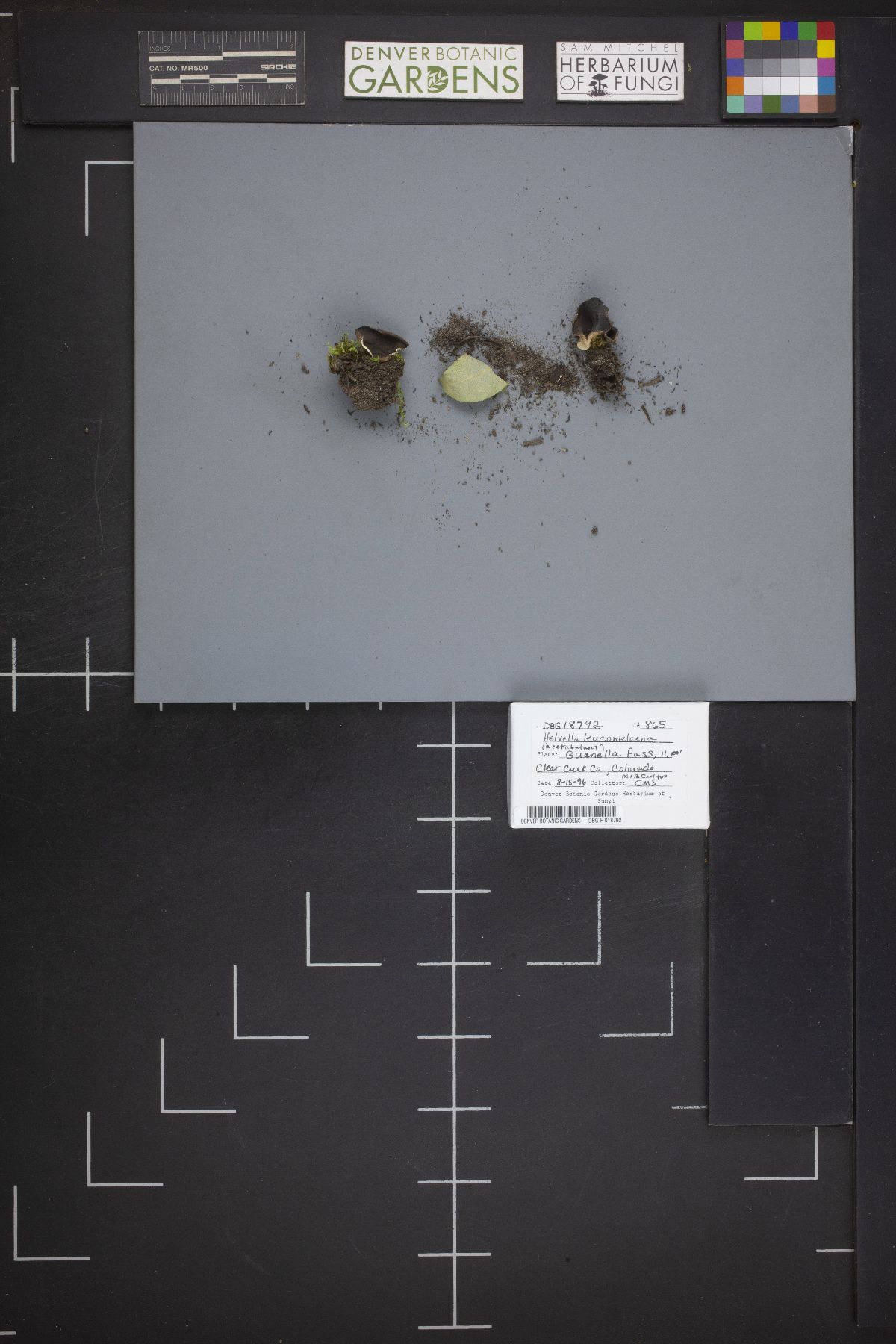 Dissingia leucomelaena image