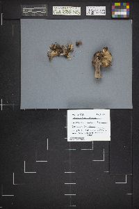 Gyromitra infula image