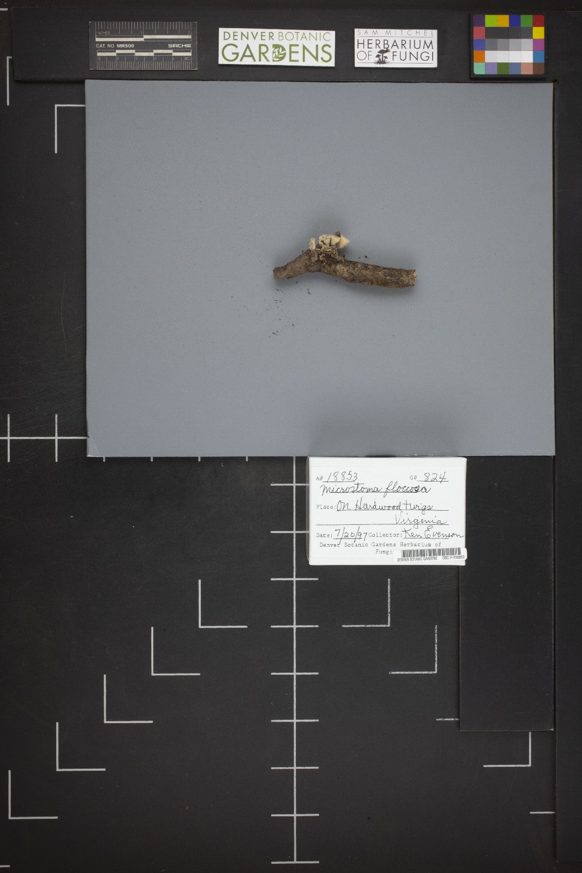 Microstoma macrosporum image