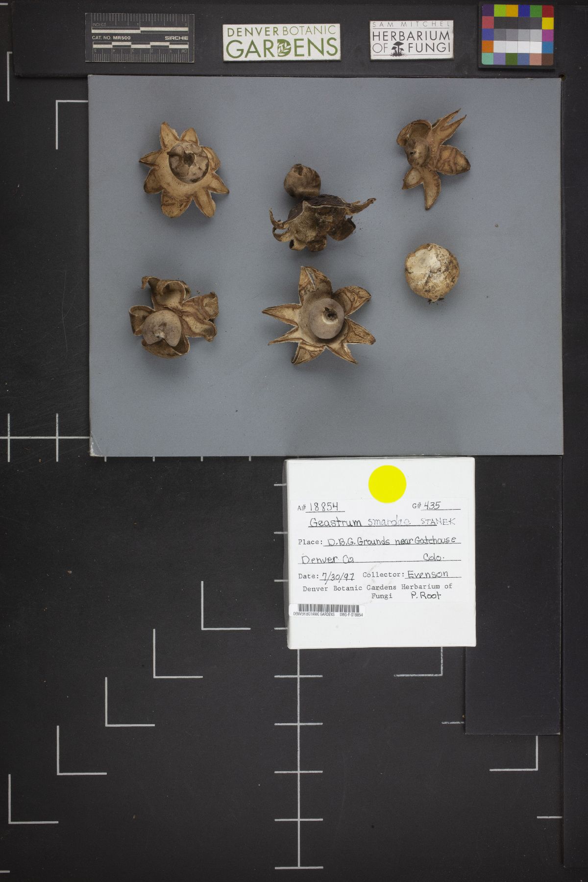 Geastrum smardae image