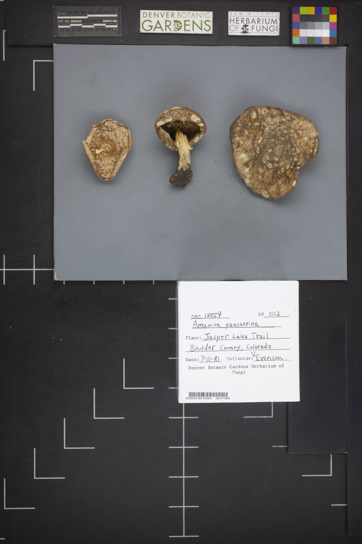 Amanita pantherina var. multisquamosa image