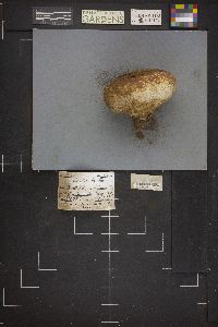 Calvatia bovista image