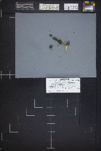 Neolecta irregularis image