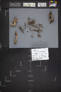 Gyromitra infula image