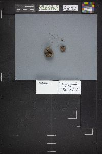 Sarcosphaera coronaria image