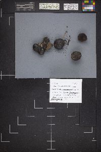Daldinia concentrica image