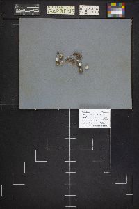 Lycoperdon pusillum image