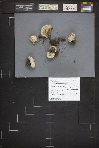 Lycoperdon subcretaceum image