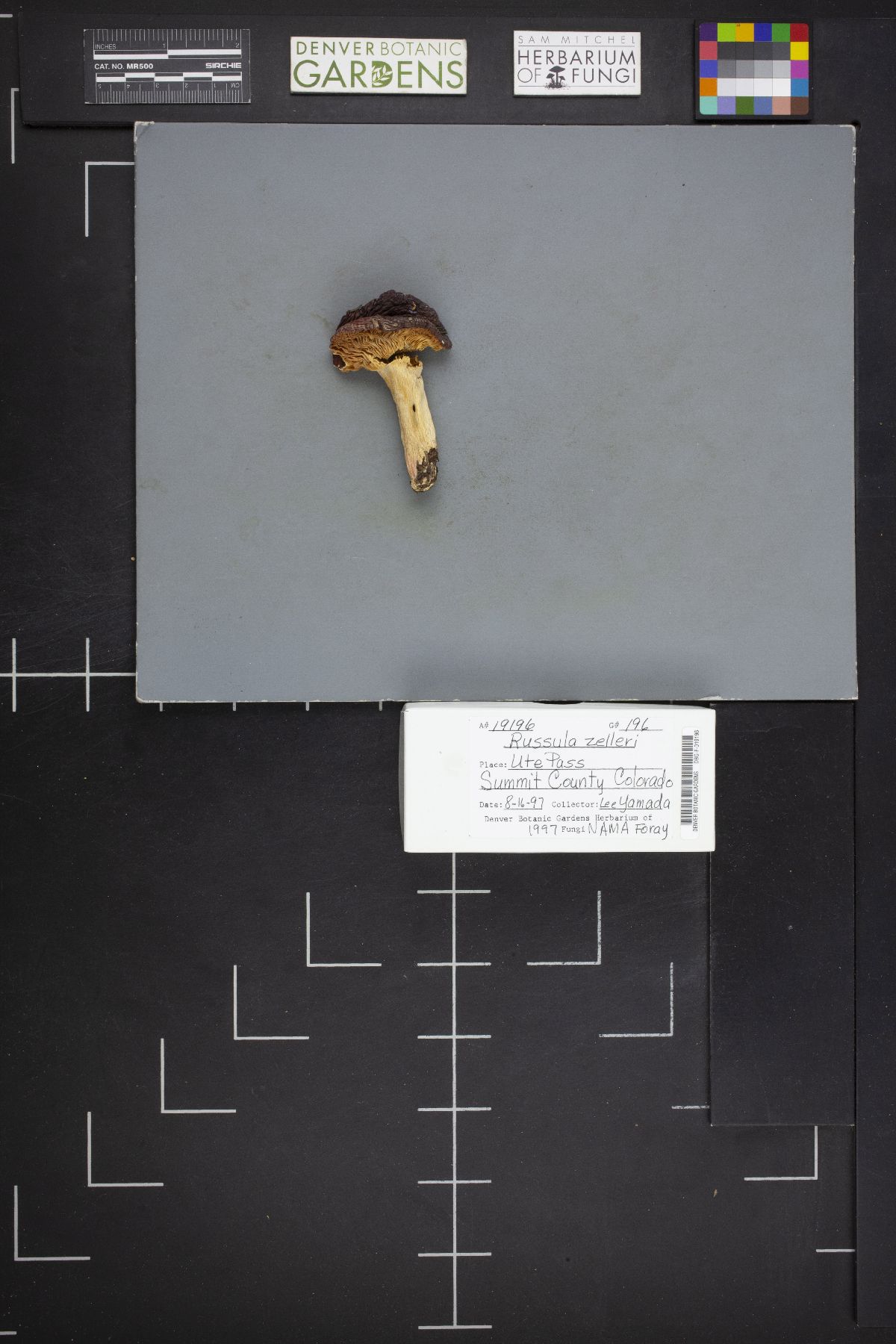 Russula zelleri image