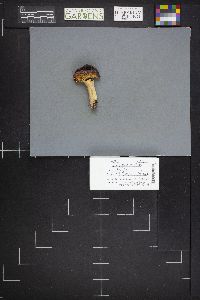 Russula zelleri image
