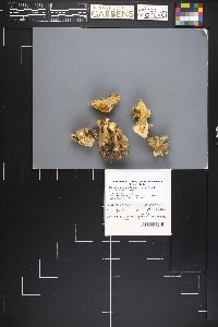 Xanthoporus peckianus image
