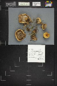 Lactarius repraesentaneus image