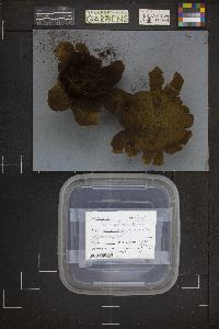 Mycenastrum corium image