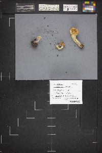 Helvella crispa image