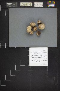 Lycoperdon rimulatum image